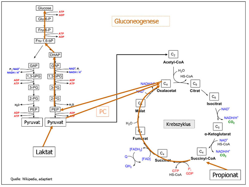 Gluconeogenese