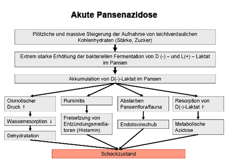 Ablaufschema akute Pansenazidose