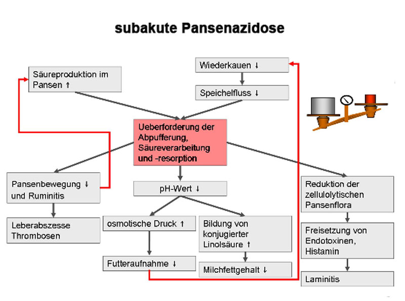 Ablaufschema subakute Pansenazidose
