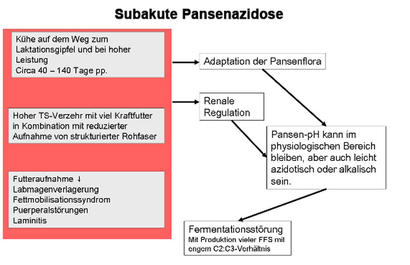 Ablaufschema Pansenfermentationsstörung