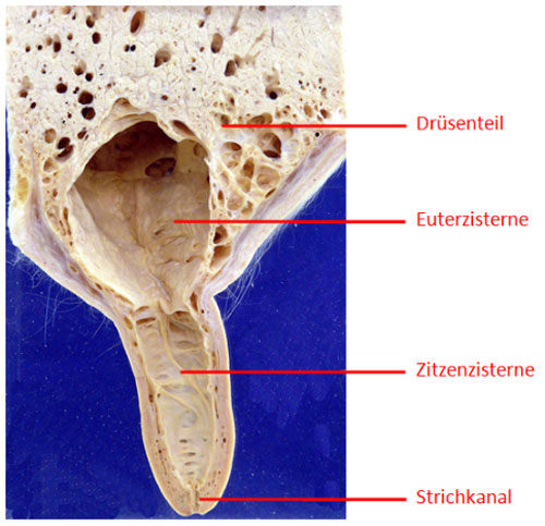 Anatomischer Schnitt eines Kuheuters