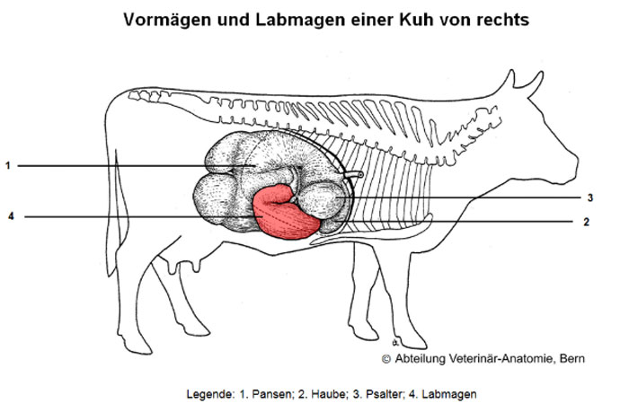 Vormägen und Labmagen einer Kuh