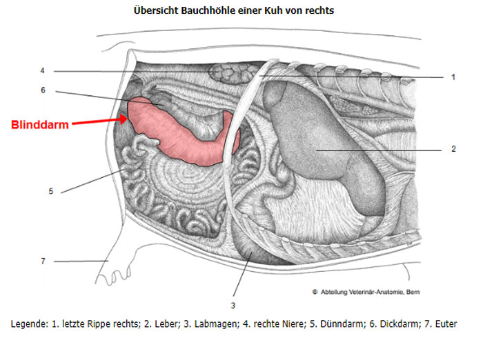 Übersicht Bauchhöhle einer Kuh