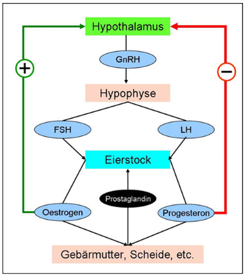 Schematisierte Beschreibung eines Brunstzyklus