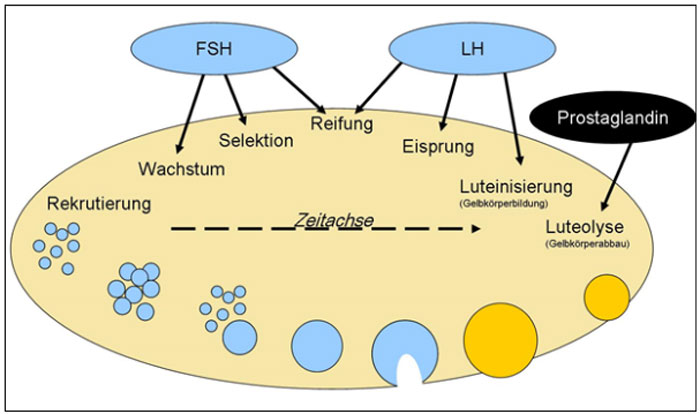 Reifungsphase eines Follikels und Hormonkonzentration