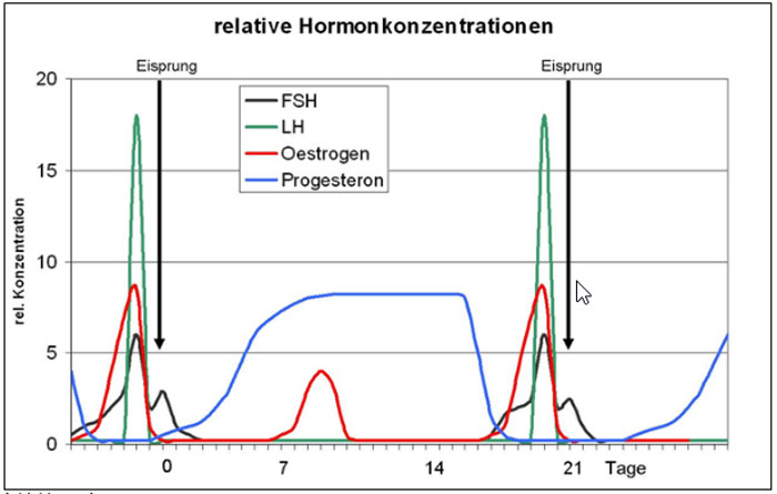 relative Hormonkonzentrationen