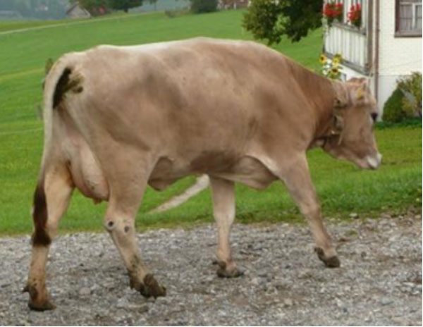 Lahme Kuh mit typisch aufgekrümmten Rücken beim Gehen