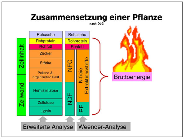 Zusammensetzung einer Pflanze