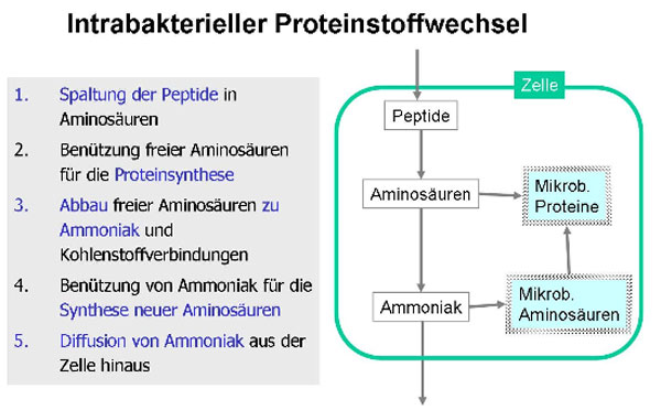 Intrabakterieller Proteinstoffwechsel