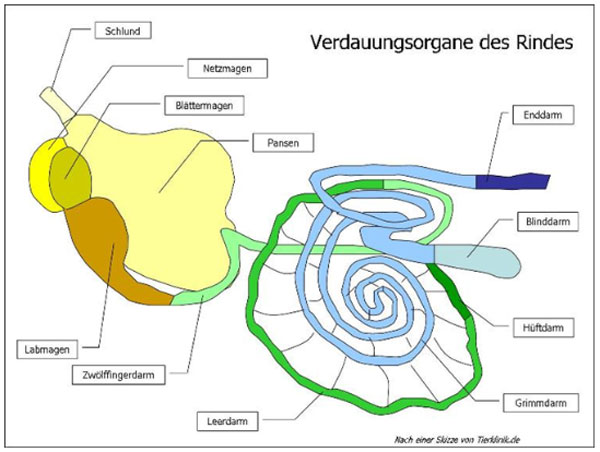 Verdauungsorgane des Rindes