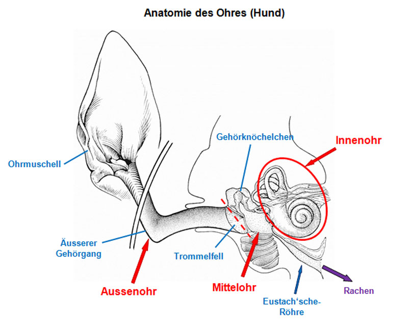 Anatomie des Ohres (Hund)