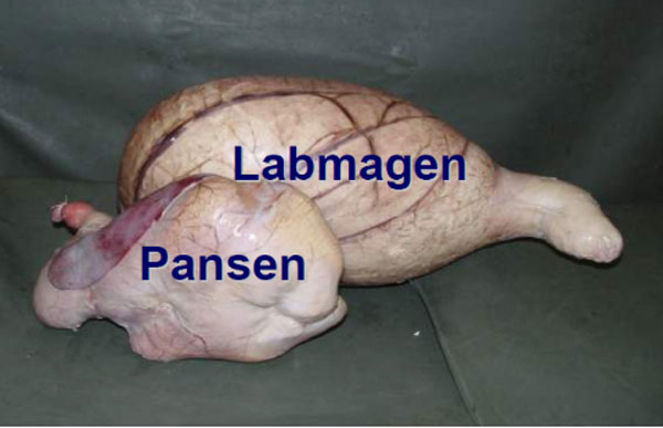 Pansen und Labmagen