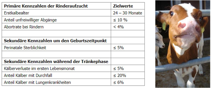 Kennzahlen der Rinderaufzucht