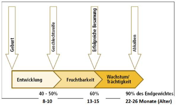 Faustregel bei intensiver Aufzucht: Nach 6 Monaten 30% des Endgewichtes, bei der Besamung 60% und beim Abkalben 90%